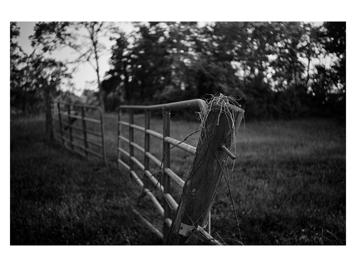 Black-and-white fence photograph
